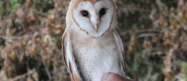pp-juvenilebarnowl